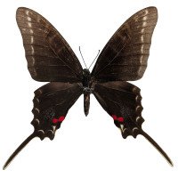 EURYTIDES PHILOLAUS MELANIC FEMALE