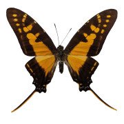 Marchand's Kite Swallowtail