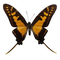 EURYTIDES THYASTES MARCHANDII