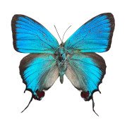 Regal Hairstreak