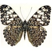  Blue Cracker butterfly