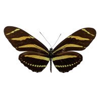 HELICONIUS CHARITHONIA VAZQUEZAE