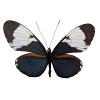 HELICONIUS CYDNO GALANTHUS