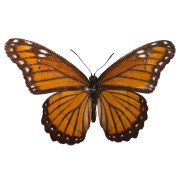 The Viceroy Butterfly