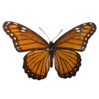 LIMENITIS ARCHIPPUS HOFFMANNI