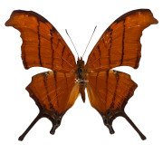  Ruddy Daggerwing butterfly