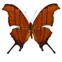 MARPESIA PETREUS