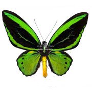 ORNITHOPTERA PRIAMUS ALBERIO