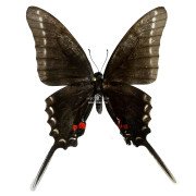 EURYTIDES PHILOLAUS BLACK