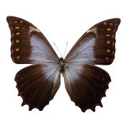 The Purple Morpho