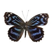 The Mexican bluewing