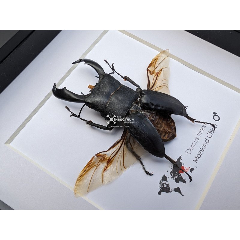 DORCUS TITANUS