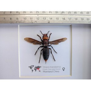 VESPA-MANDARINIA-FORM MAGNIFICA