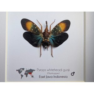 Pyrops whiteheadi gunjii