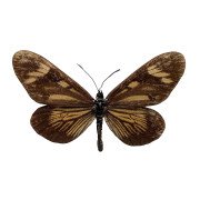 Actinote guatemalena