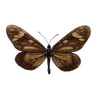 Actinote guatemalena
