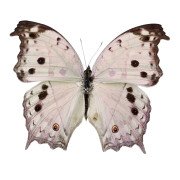 The forest mother-of-pearl butterfly