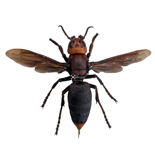 VESPA-MANDARINIA-FORM MAGNIFICA