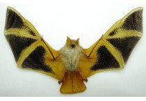 KERIVOULA PICTA