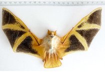 KERIVOULA PICTA