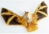 KERIVOULA PICTA