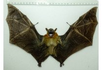 CYNOPTERUS SPHINX