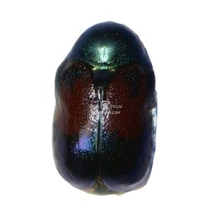 CRYPTOCEPHALUS-SSP CRYPTOCEPHALUS-SSP