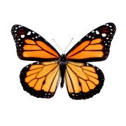 The Monarch butterfly