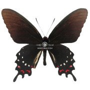 PARIDES ALOPIUS