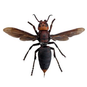 VESPA-MANDARINIA-FORM MAGNIFICA