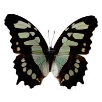 SIPROETA STELENES BIPLAGIATA